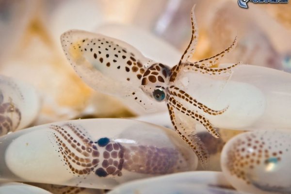 Как зайти на kraken маркетплейс