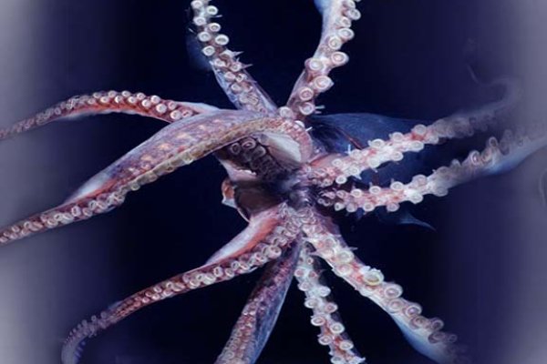 Tor kraken маркет